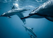 米兰冬奥会冰壶项目2月4日开赛 混双率先打响